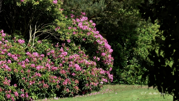 Bois des Moutiers (15) Juin 2012